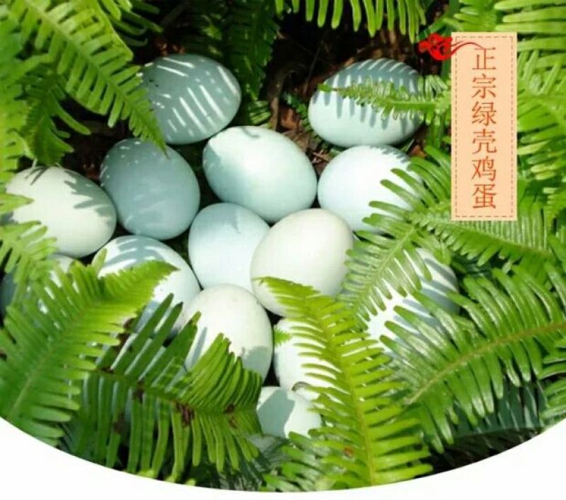 绿壳鸡蛋食用50g以下