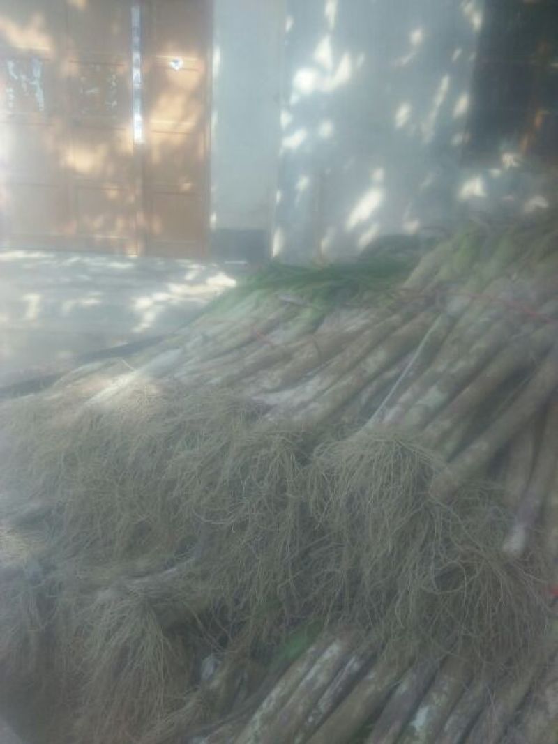 章丘大葱25~30cm毛葱2cm左右