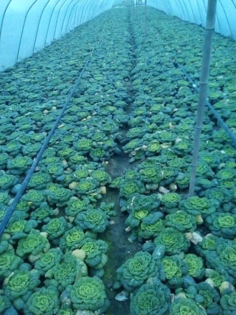 菊花菜
