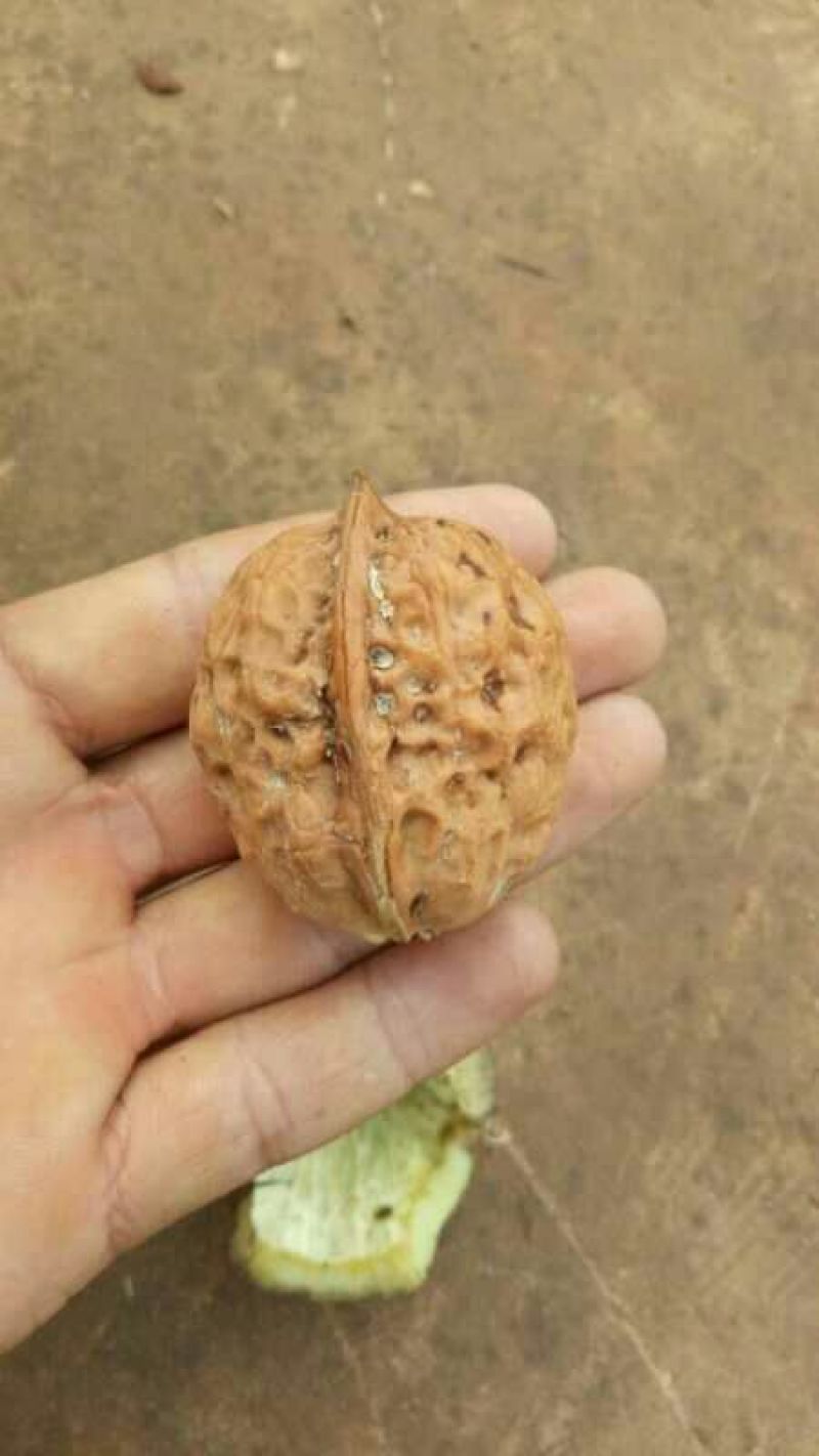 核桃苗免费提供种植技术指导