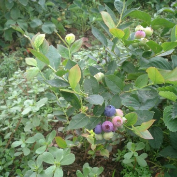 蓝莓12~14mm以上
