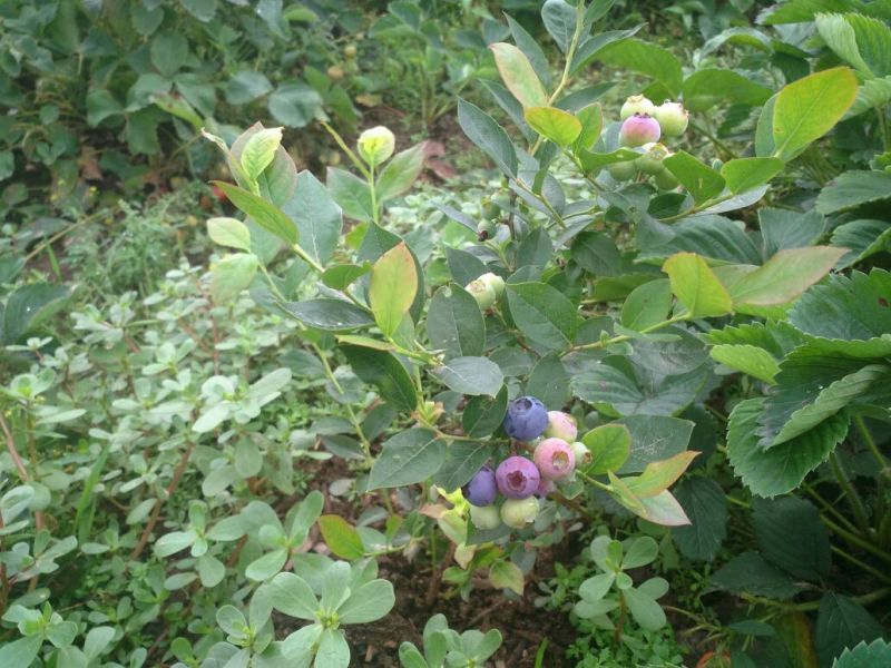 蓝莓12~14mm以上