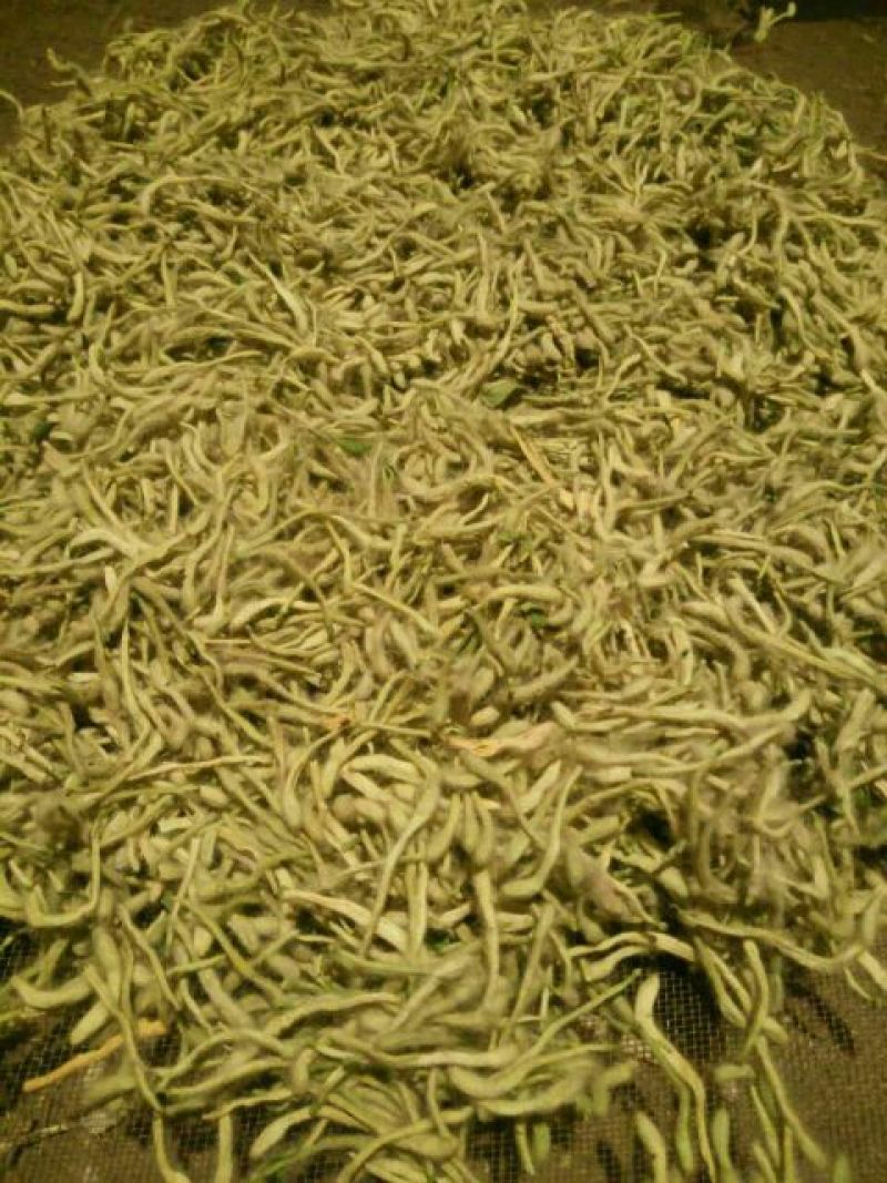 金银花优质金银花质量好