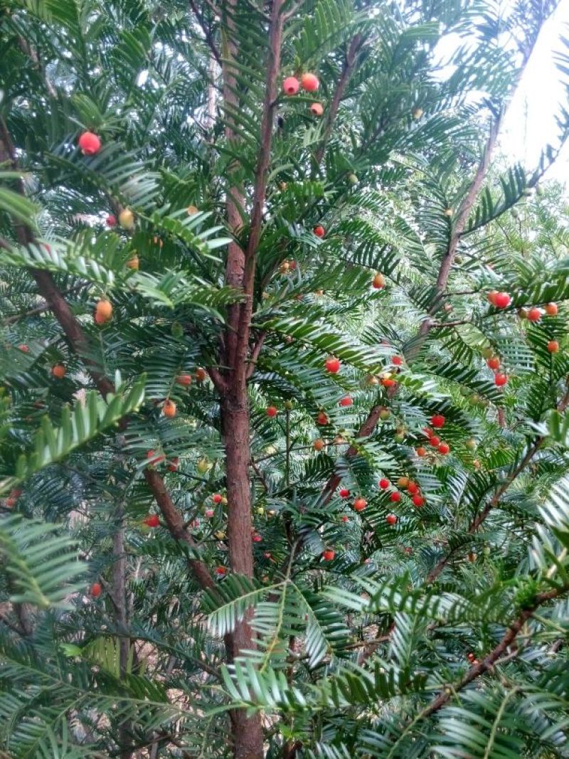红豆杉6----12公分，有需要的联系我，具体详谈。