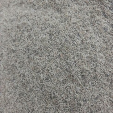 龙胆草种子