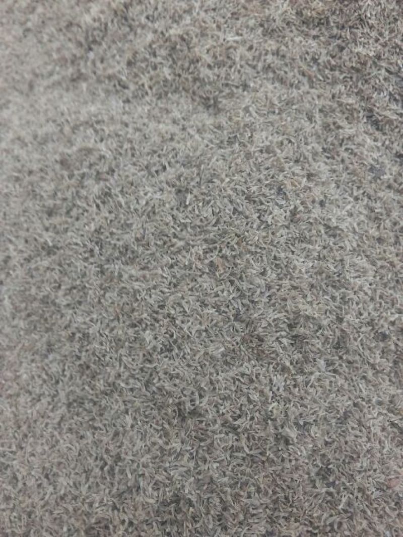 龙胆草种子