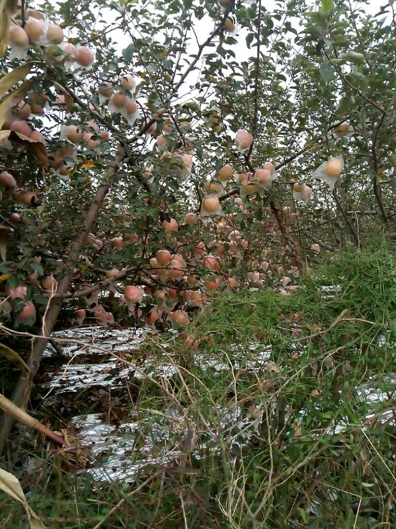 红富士苹果75mm以上纸+膜袋