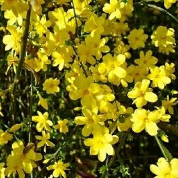 迎春花1~1.5米