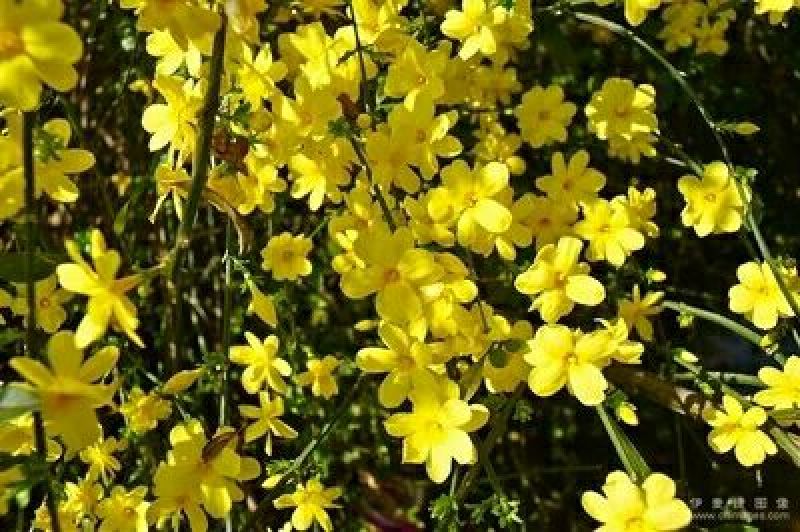 迎春花1~1.5米