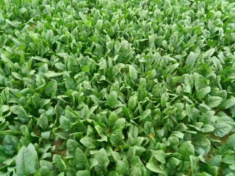 名门菠菜35~40厘米