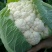 菜花2斤紧密乳白质量好价位合适希望前来洽谈