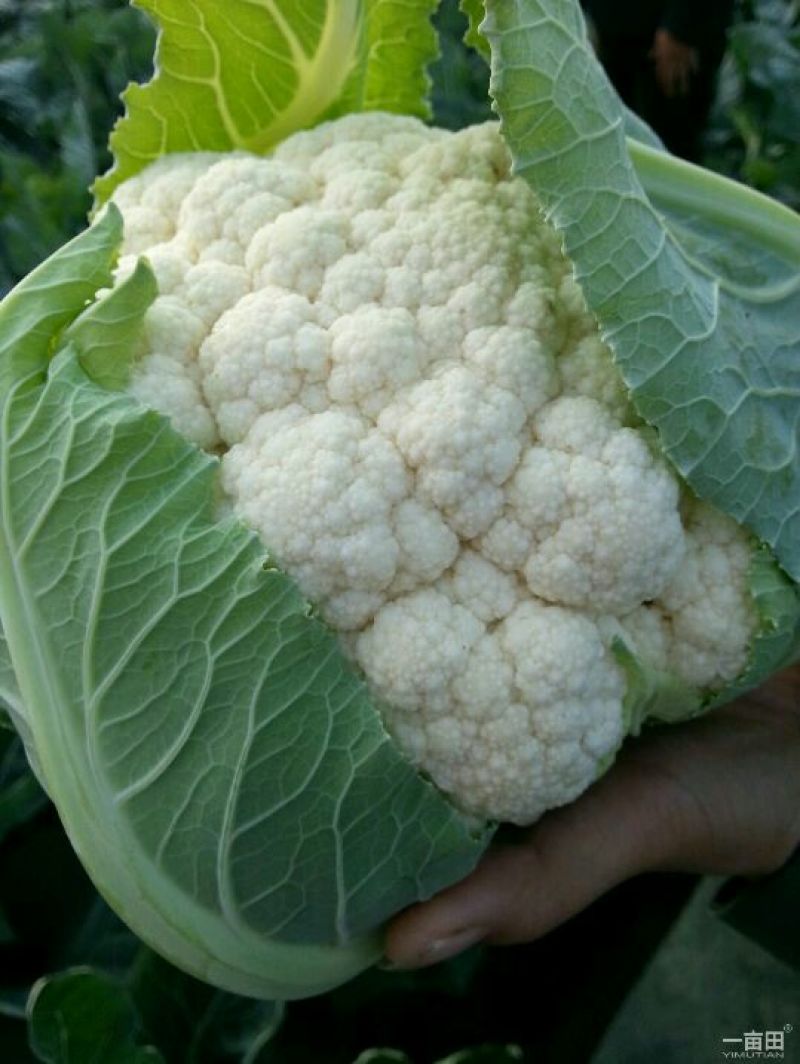 菜花2斤紧密乳白质量好价位合适希望前来洽谈