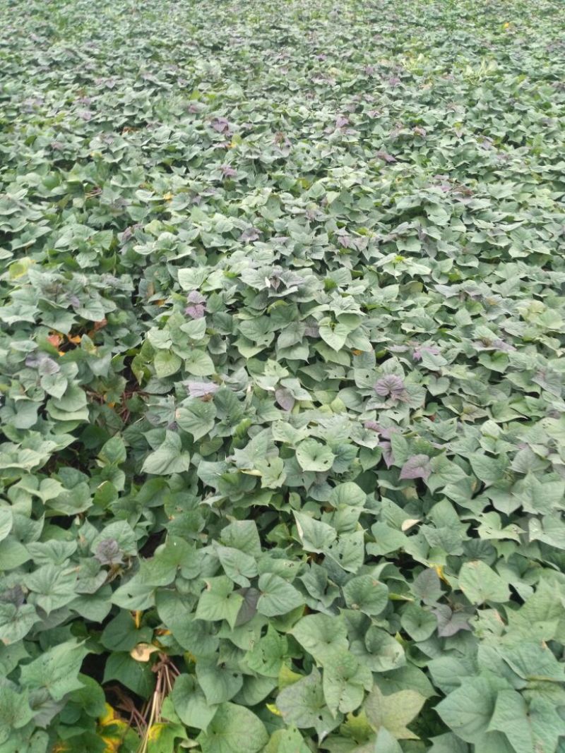 北京553红薯3两以上加工薯黄心