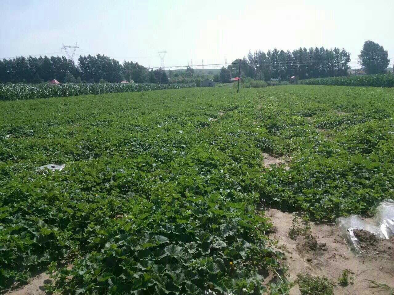 吉林长春市九台区香瓜 0.5斤以上批发_李长民