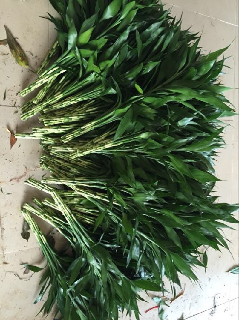 富贵竹2~4cm
