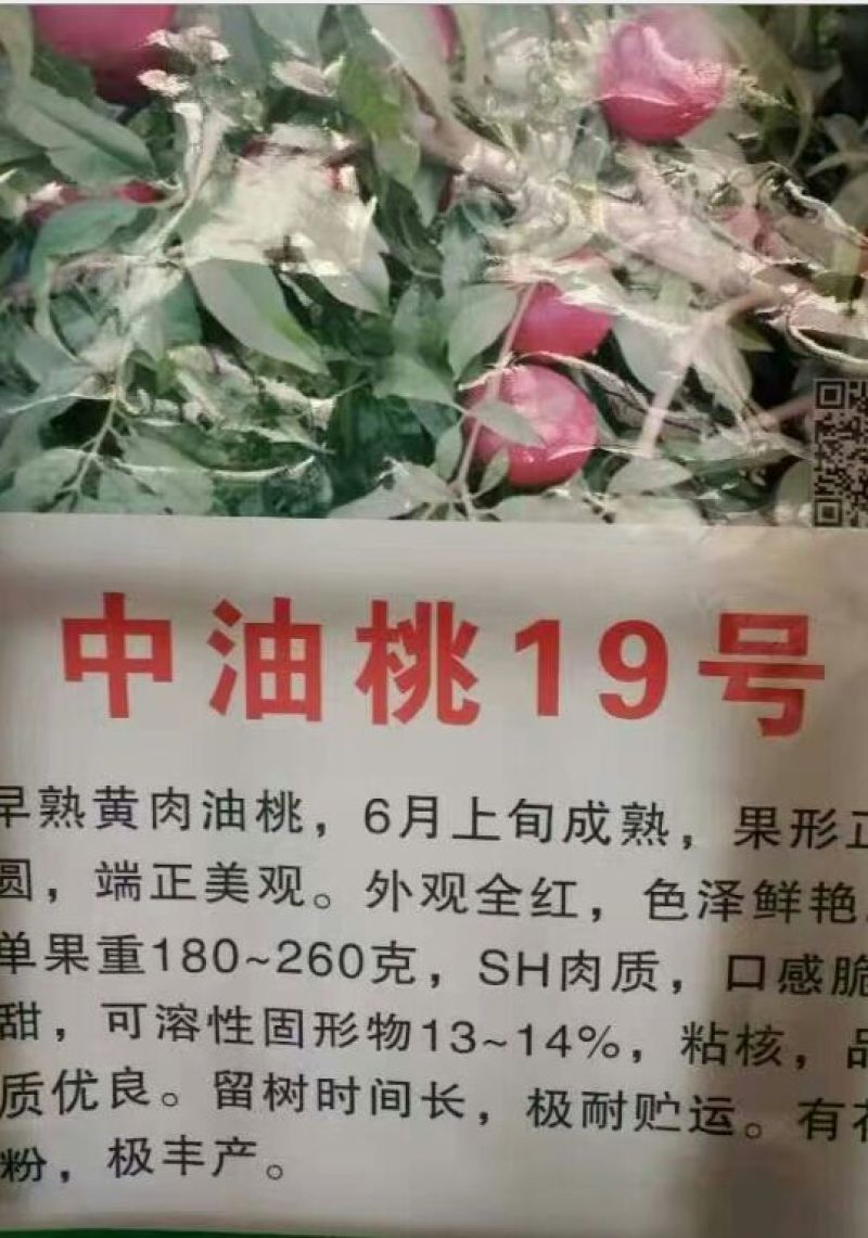 冬桃苗30cm以下