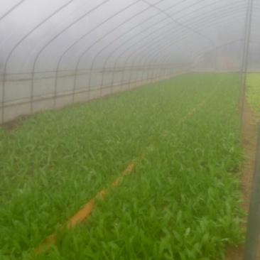 紫油麦菜20~25厘米以上