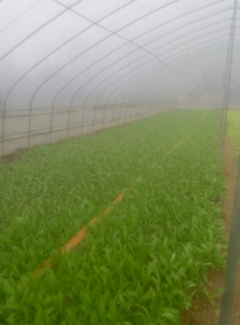 紫油麦菜20~25厘米以上
