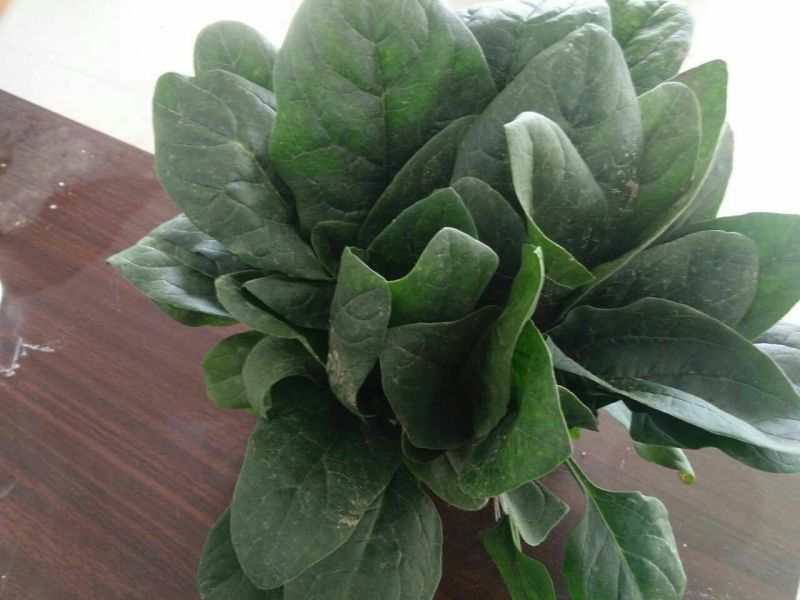 菠菜25~30厘米