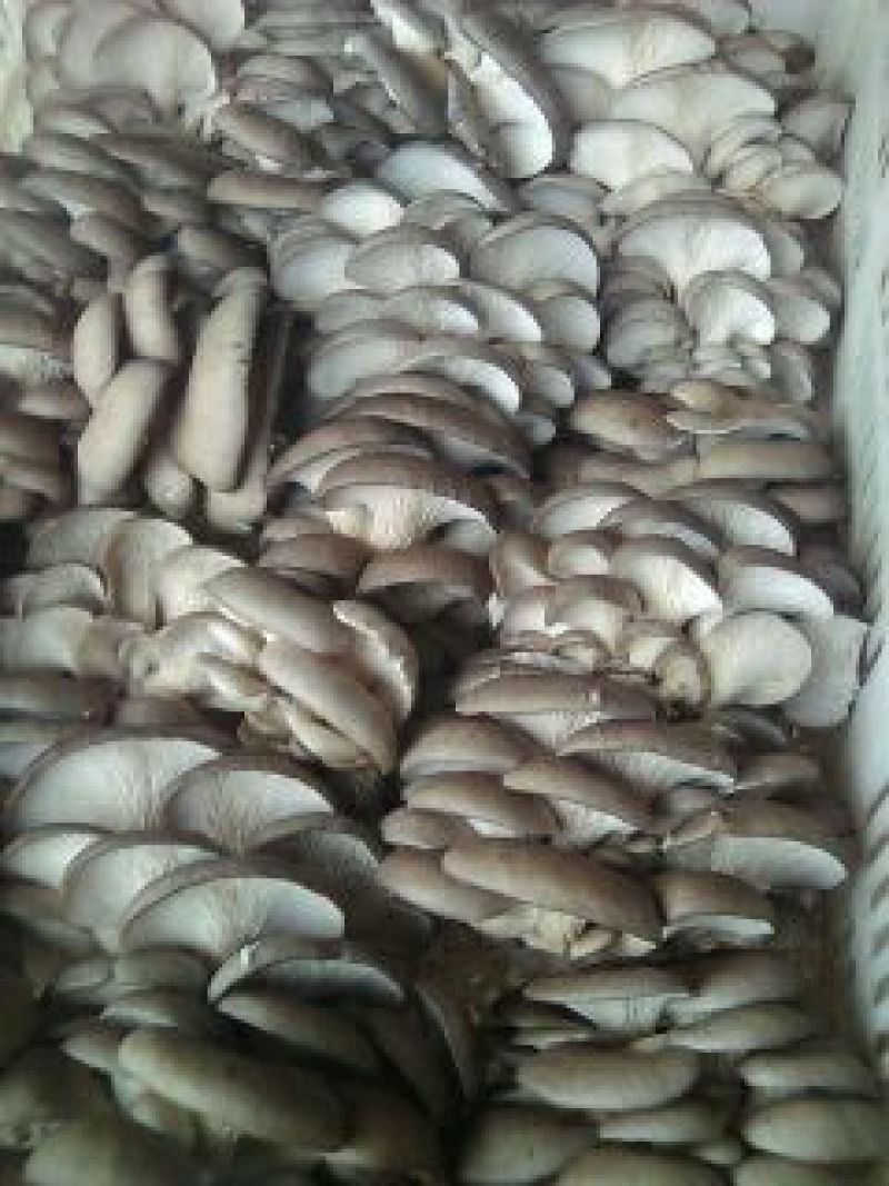 鲜平菇3~5厘米浅灰色厚！！！！！！！！！！！！！