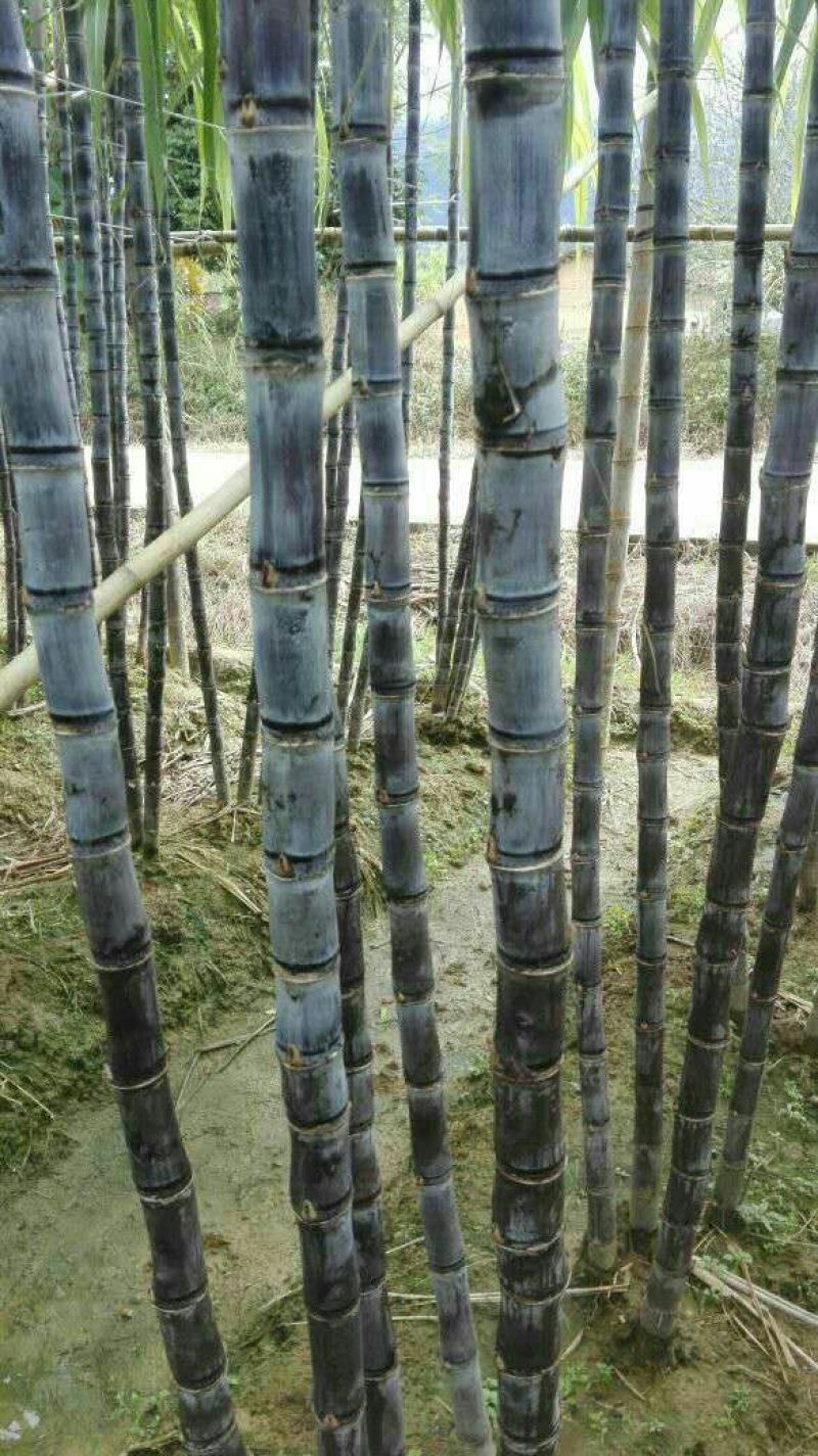 广西博白特产大量现货甘蔗果蔗5~6cm2~2.5米