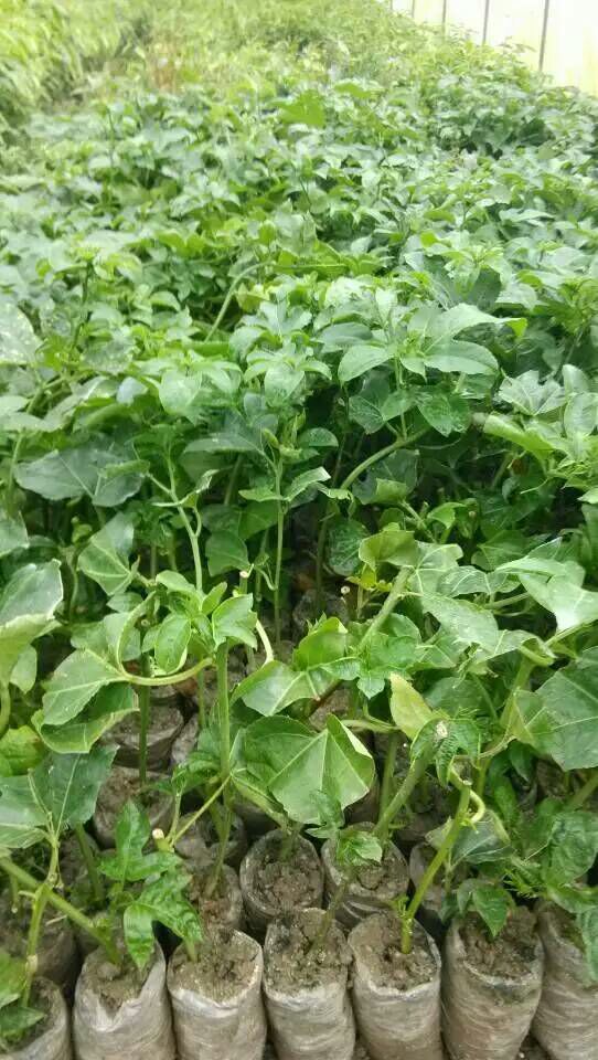 百香果树苗广西玉林市北流市_批发_供应-一亩