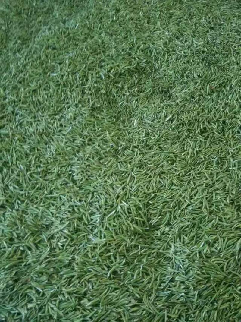 本山茶特级