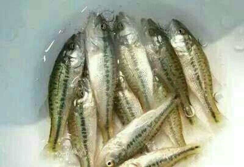 鲈鱼鱼苗