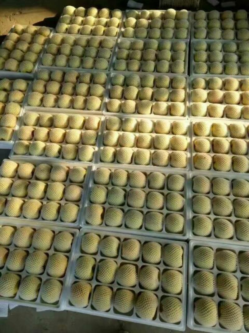 砀山梨500~550g纸箱