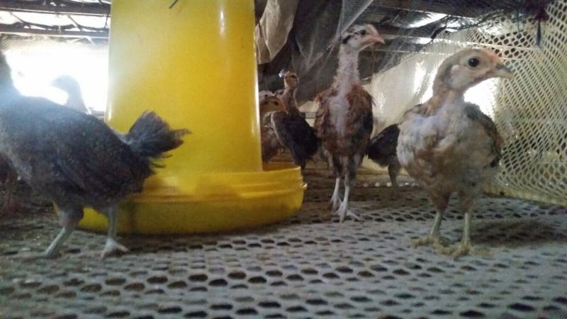 柴鸡苗1斤以下