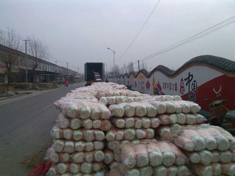 山东肥城精品大白菜北京新三号白菜产地直发一手货源