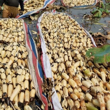 【优选】莲藕产地湖北荆州洪湖市合作社供应质量保证