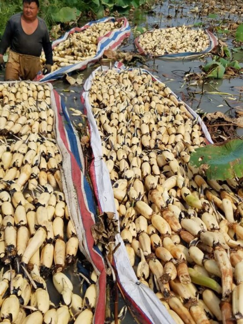 【优选】莲藕产地湖北荆州洪湖市合作社供应质量保证