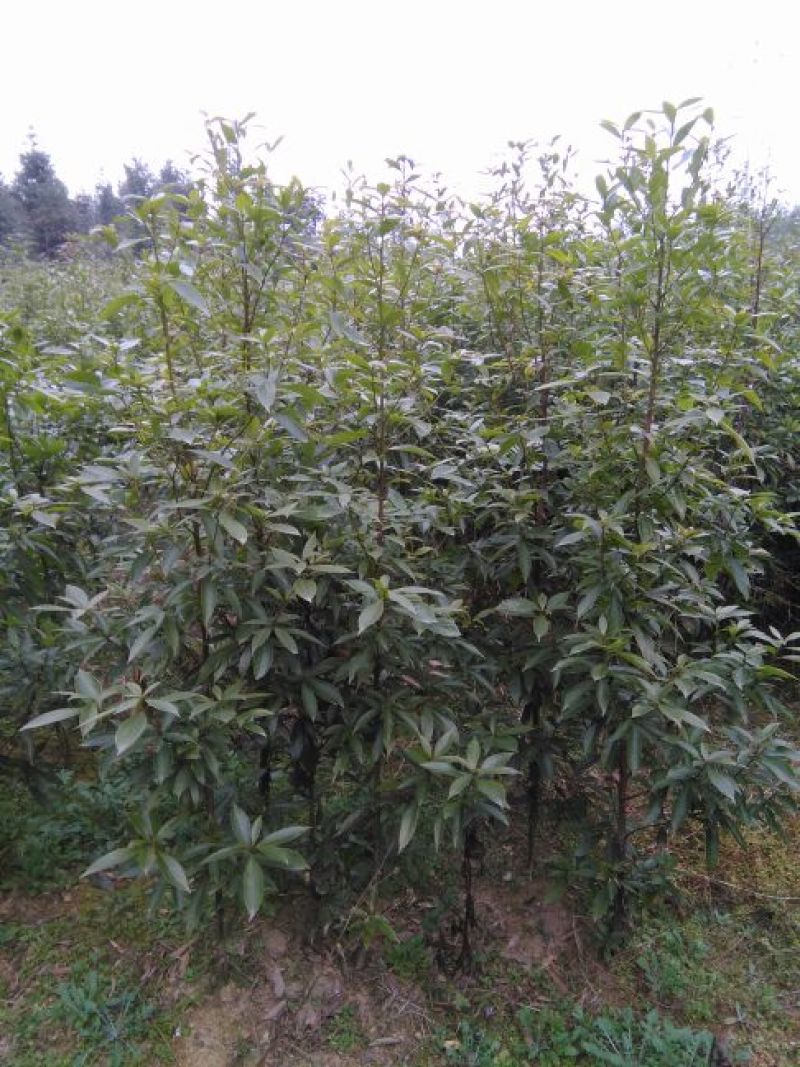 小叶桢楠1.5~2m