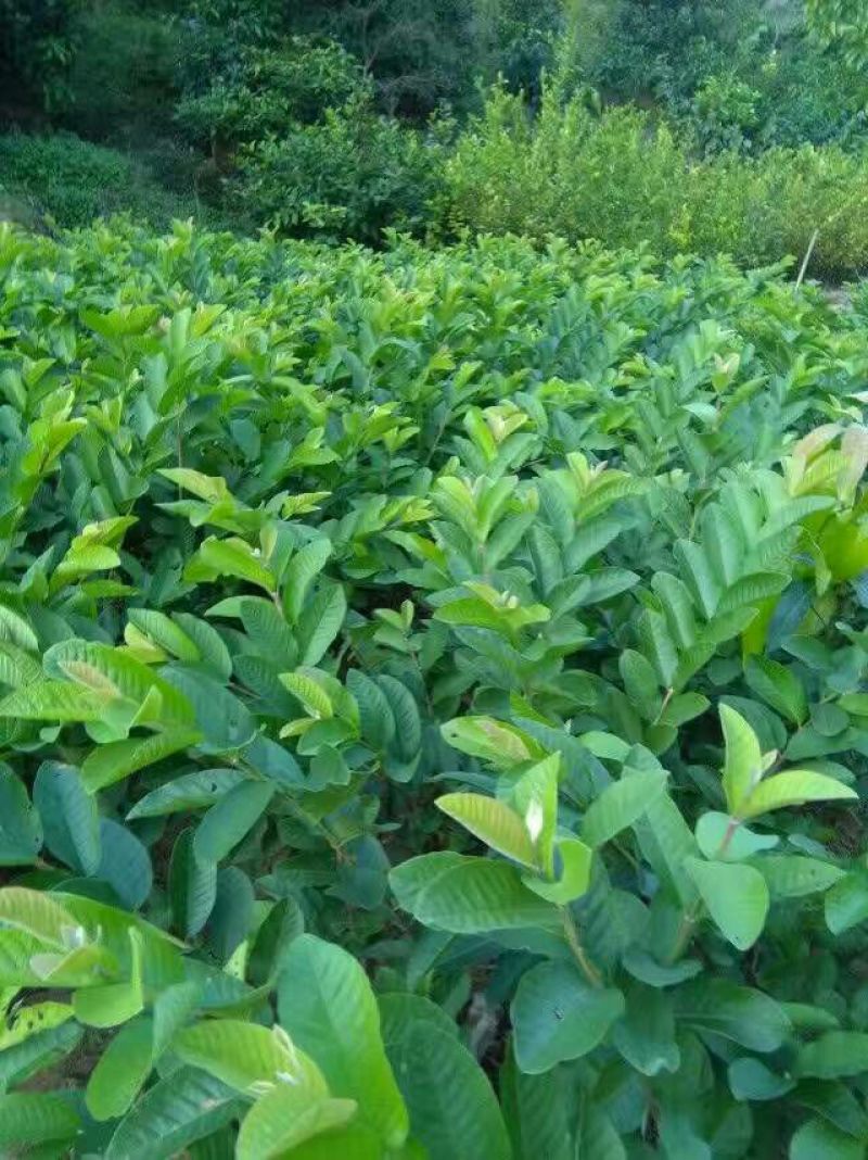 石榴苗30~40cm