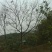 朴树10~12cm10~20cm