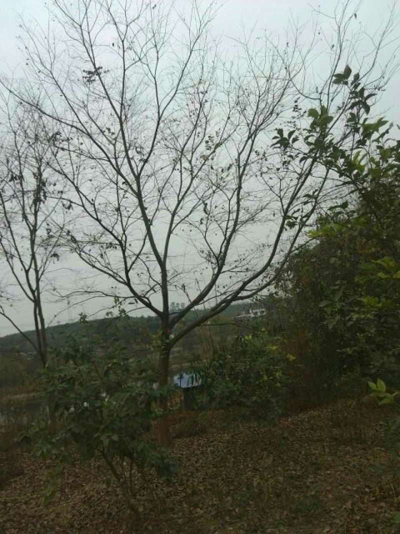 朴树10~12cm10~20cm