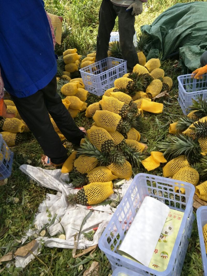 海南风梨金钻十七号凤梨欢迎来电地头装货