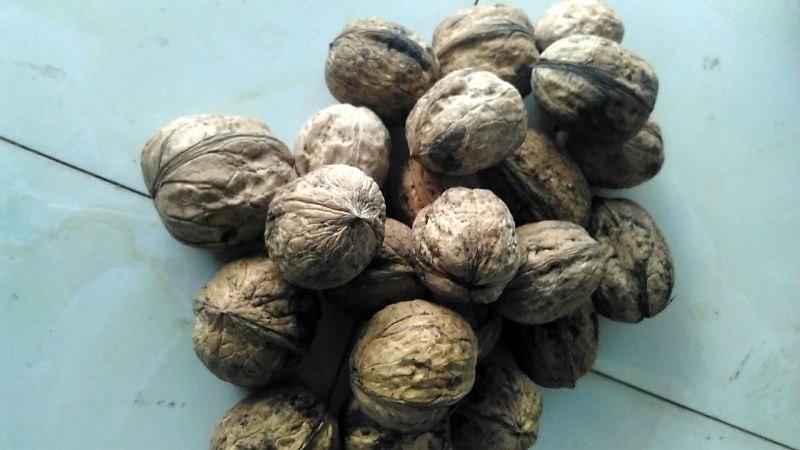 绵核桃30mm以上去皮干