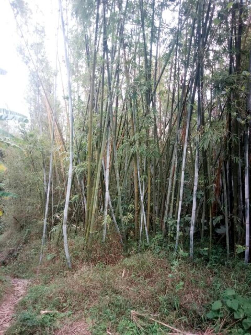 绿竹6~7m