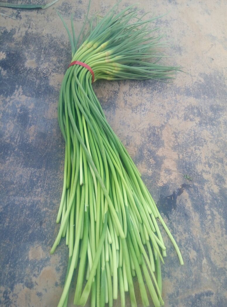 蒜苔河北邯郸大名县_批发_供应-一亩田农业网