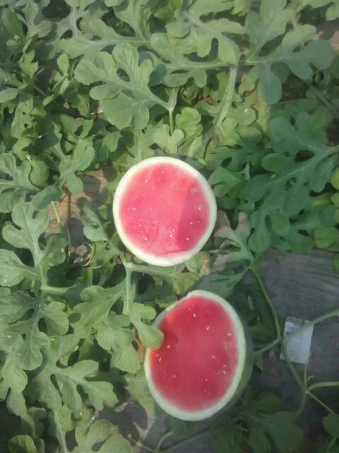 西瓜_平均单个重:10斤打底 成熟度:9成熟 采收