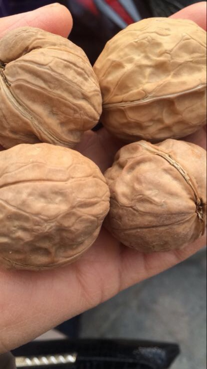 薄皮核桃