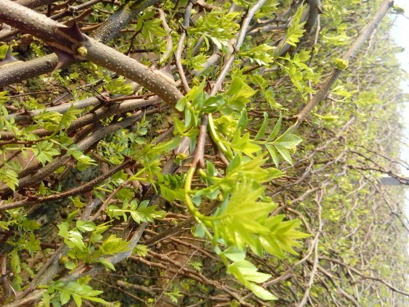 花椒芽新鲜营养丰富含多种维生素质量杠杠滴