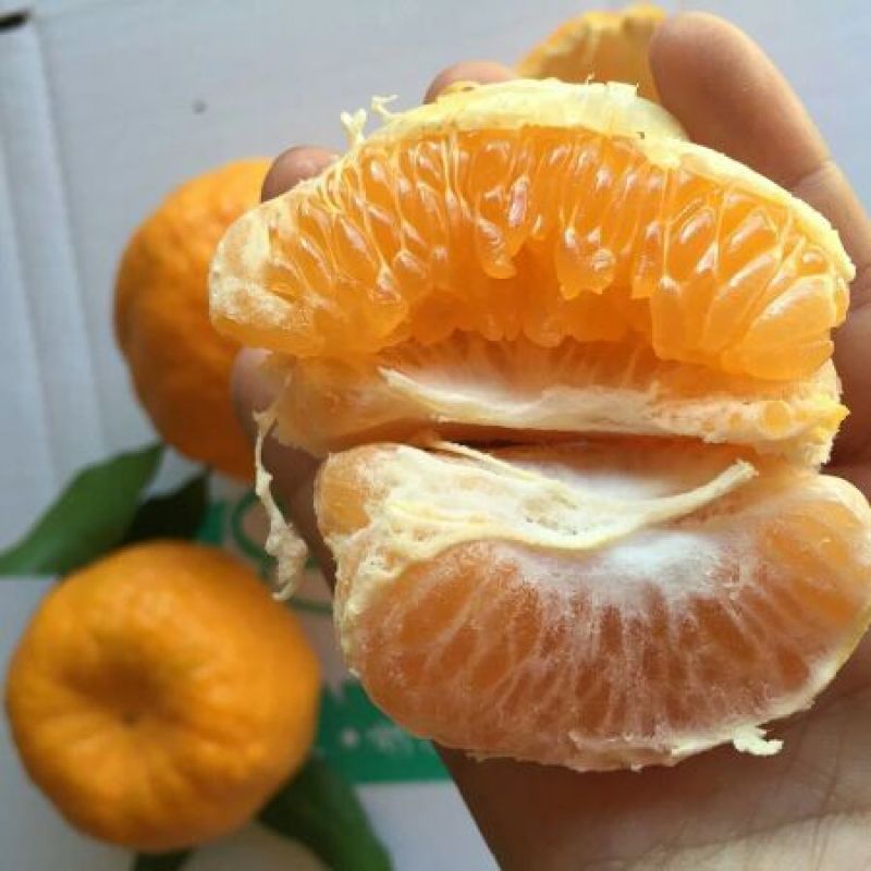 椪柑清江椪柑，自产自销量大从优欢迎订购