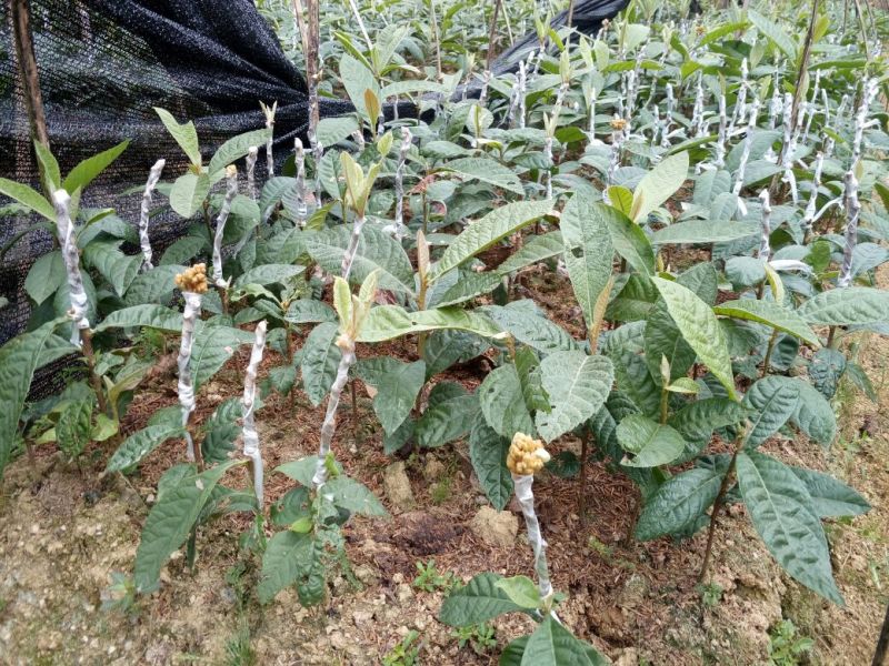 枇杷树苗30~50cm带泥球带叶子发货