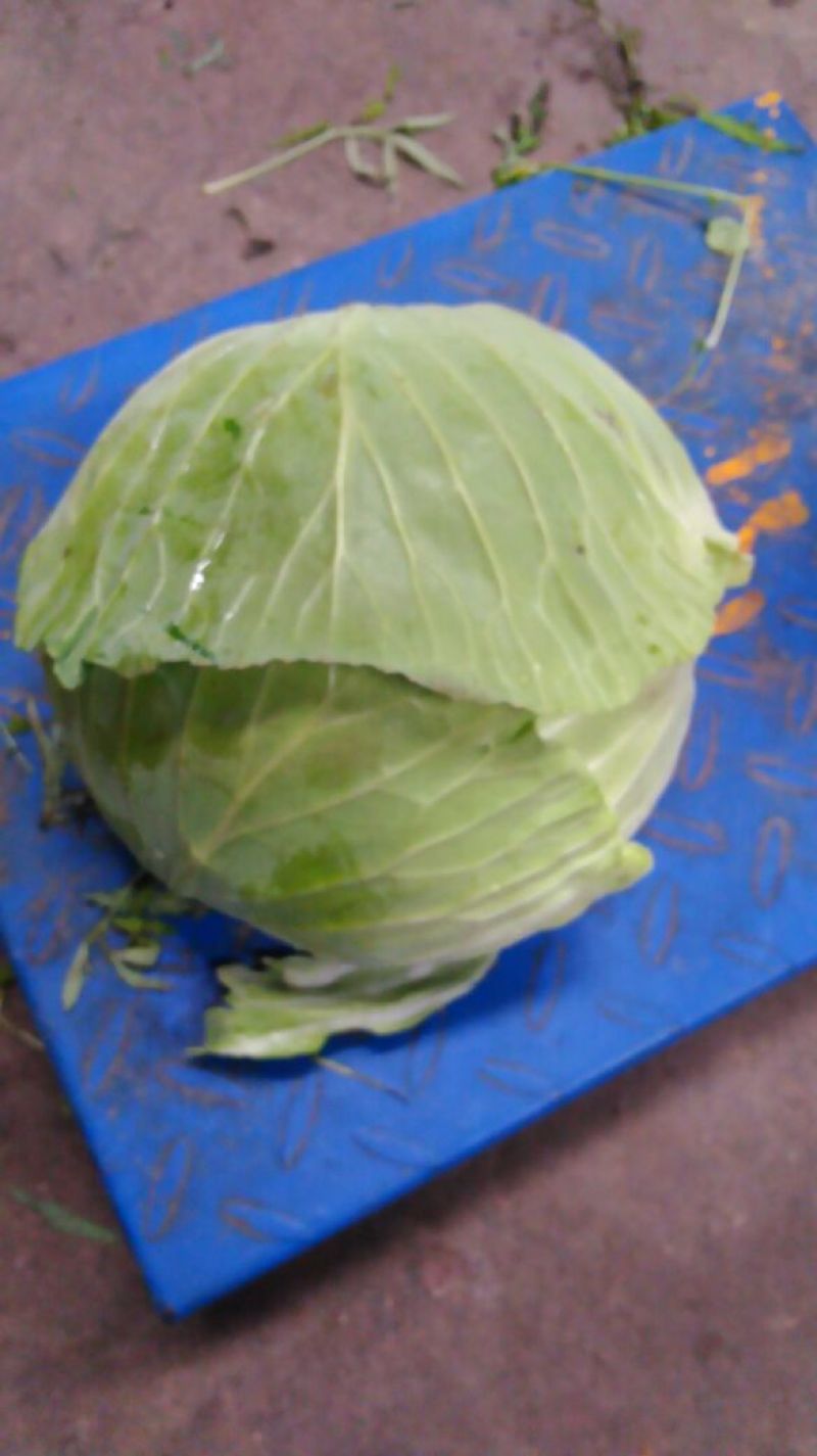 天门大白菜！潜江广华大白菜！王拐村大白菜