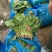 大叶菠菜20~25厘米