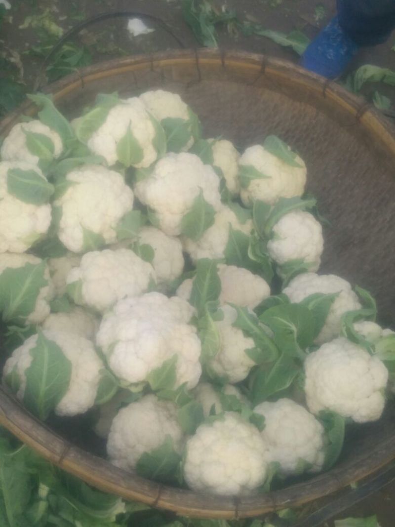 白花菜包装