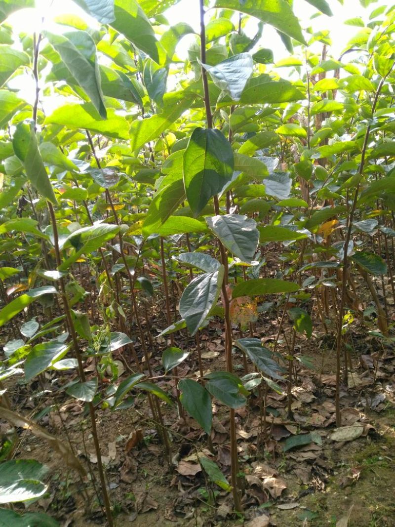 柿子树苗甜柿子树牛心柿子树黑柿子树苗